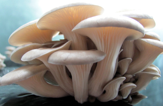 Mushroom Cultivation - How to Grow Mushrooms