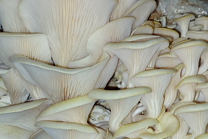 Load video: Oyster Mushroom Time Lapse