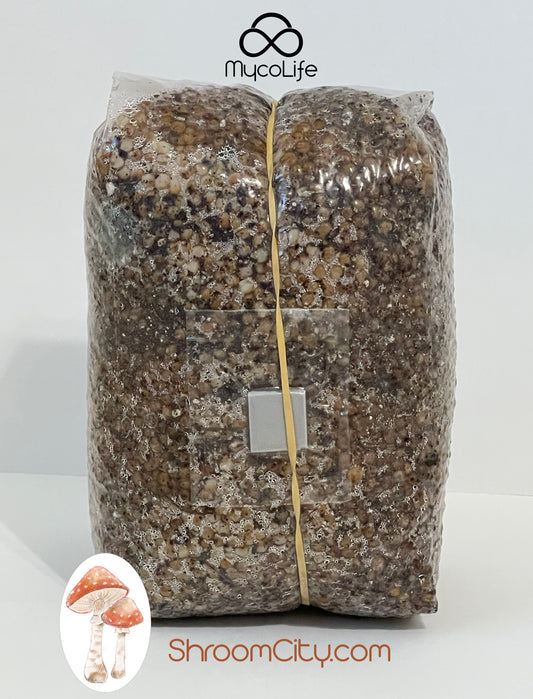 Mushroom Grow Kit - Spawn and Substrate